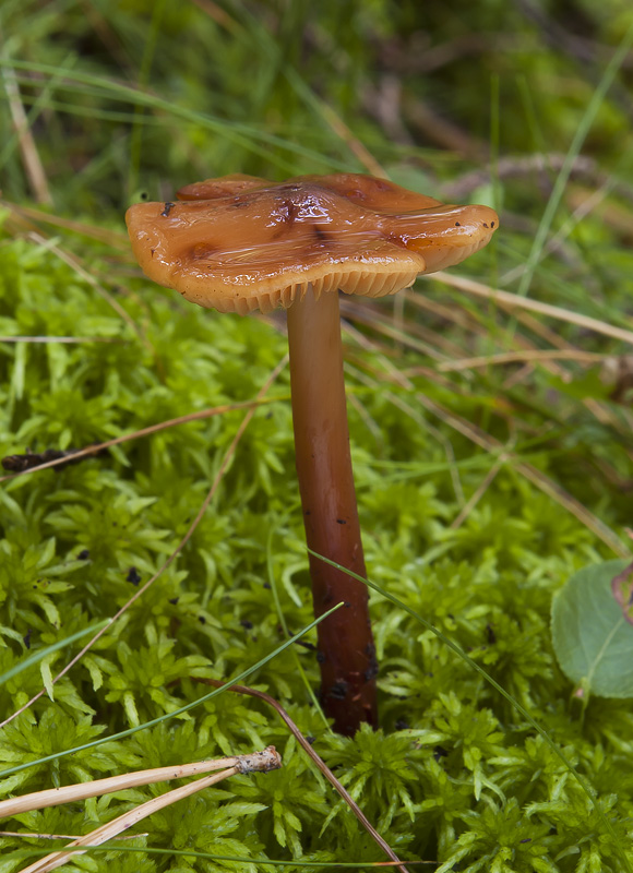 Phaeocollybia cidaris